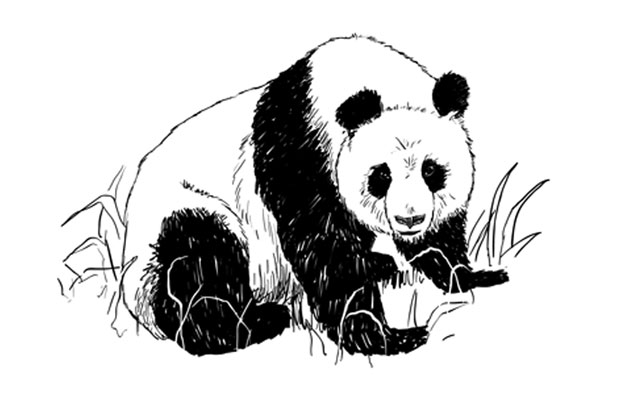 640x400 Step By Step Animal Drawing Tutorials - Black And White Animal Sketches