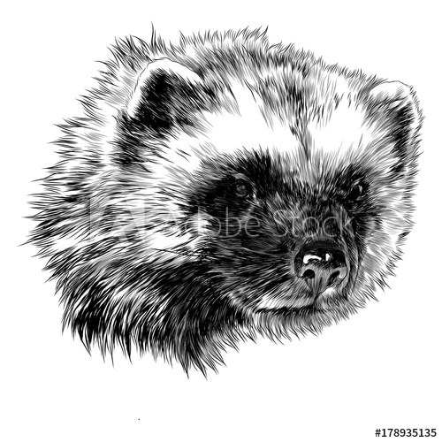 500x500 Wolverine Sketch Head Vector Graphics Monochrome Black And White - Black And White Animal Sketches