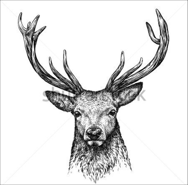 600x591 Animal Sketches Free Amp Premium Templates Free Amp Premium - Black And White Animal Sketches