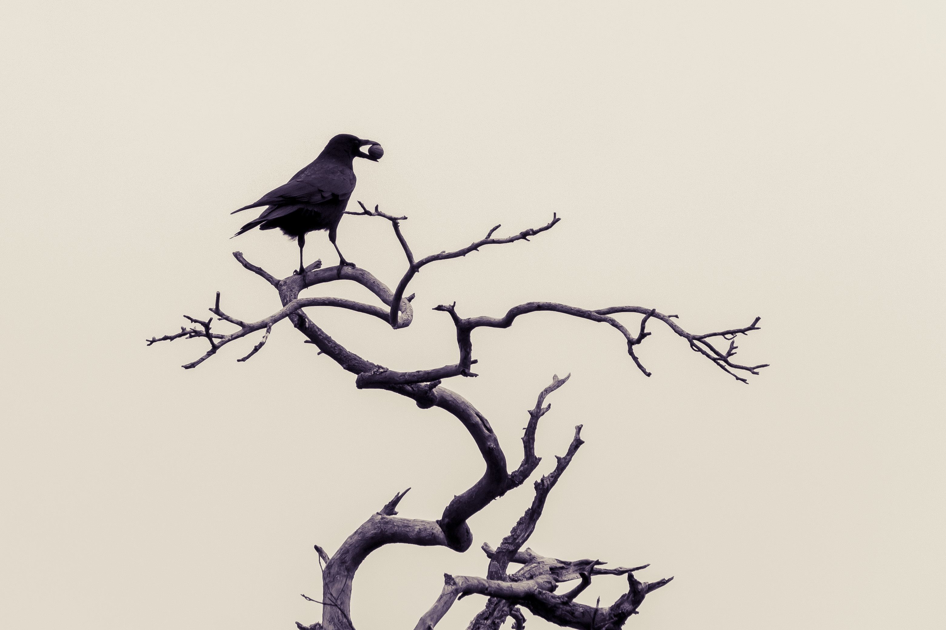 3121x2081 Free Images Branch, Cold, Winter, Black And White, Twig, Birds - Black And White Bird Sketches