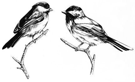 432x265 Google Image Result For Images - Black And White Bird Sketches