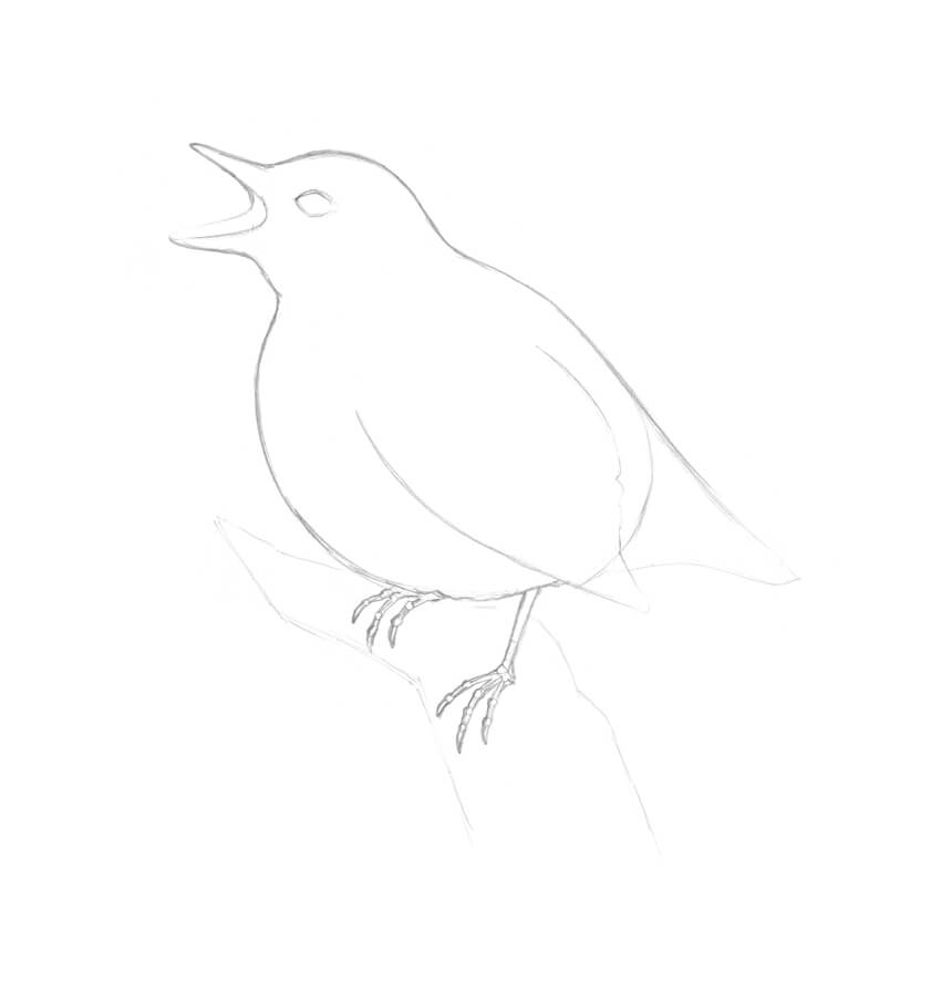 850x888 How To Draw A Bird Step By Step - Black And White Bird Sketches
