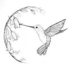 236x238 Image Result For Black And White Hummingbird Drawing Kartinki - Black And White Bird Sketches