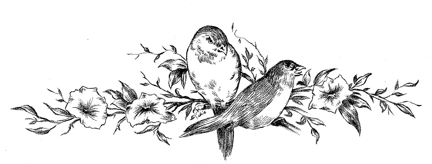 1485x565 Vintage Sketches - Black And White Bird Sketches