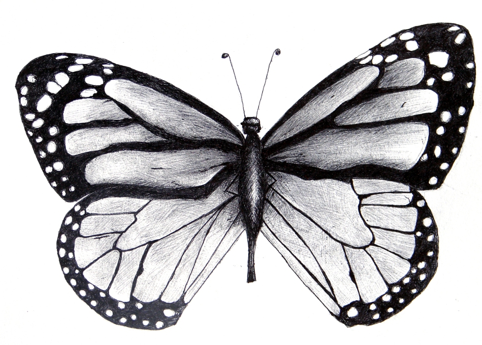Butterfly Drawings Black And White - Black And White Butterfly Sk...