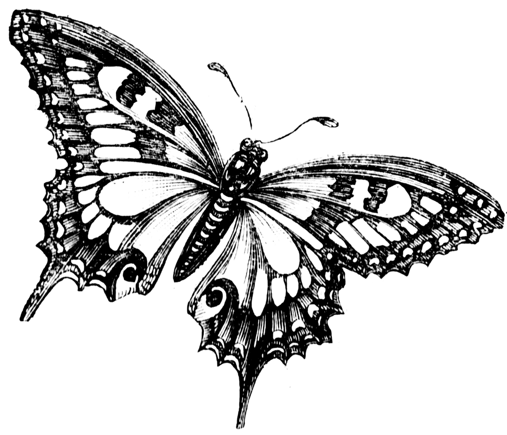 Butterfly Drawings Black And White Code For Forums Url=http - Black And .....