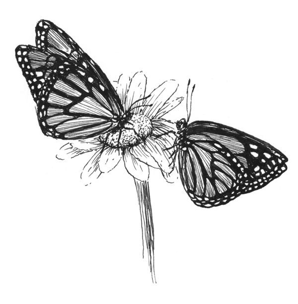 600x613 Butterfly Drawings Black And White Vector Drawing Butterflies - Black And White Butterfly Sketch