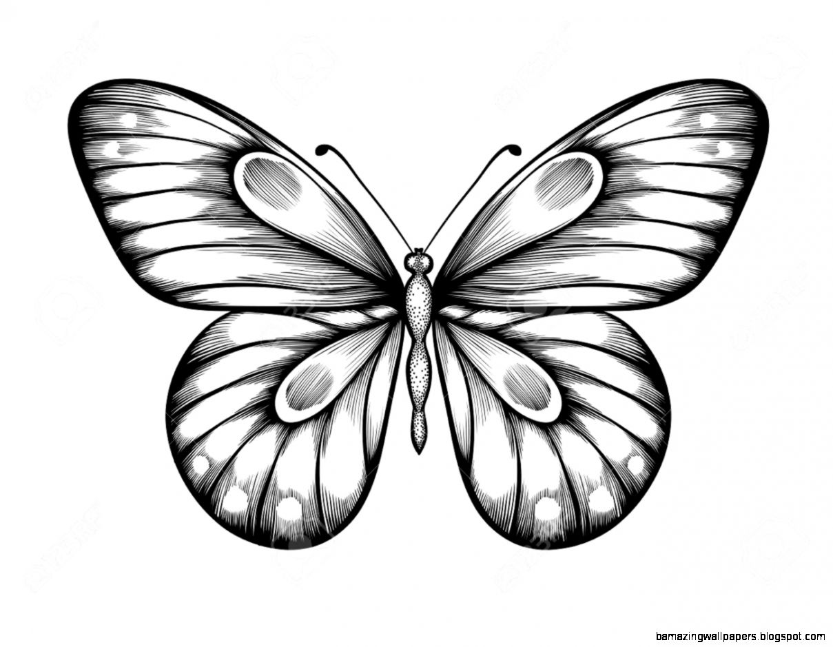 Black And White Butterfly Sketch at PaintingValley.com | Explore ...