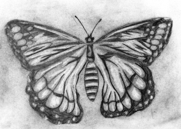 Download Pencil Black And White Butterfly Drawing