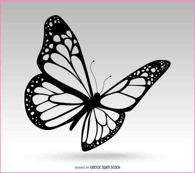 677x602 Black And White Butterfly Drawings - Black And White Butterfly Sketch