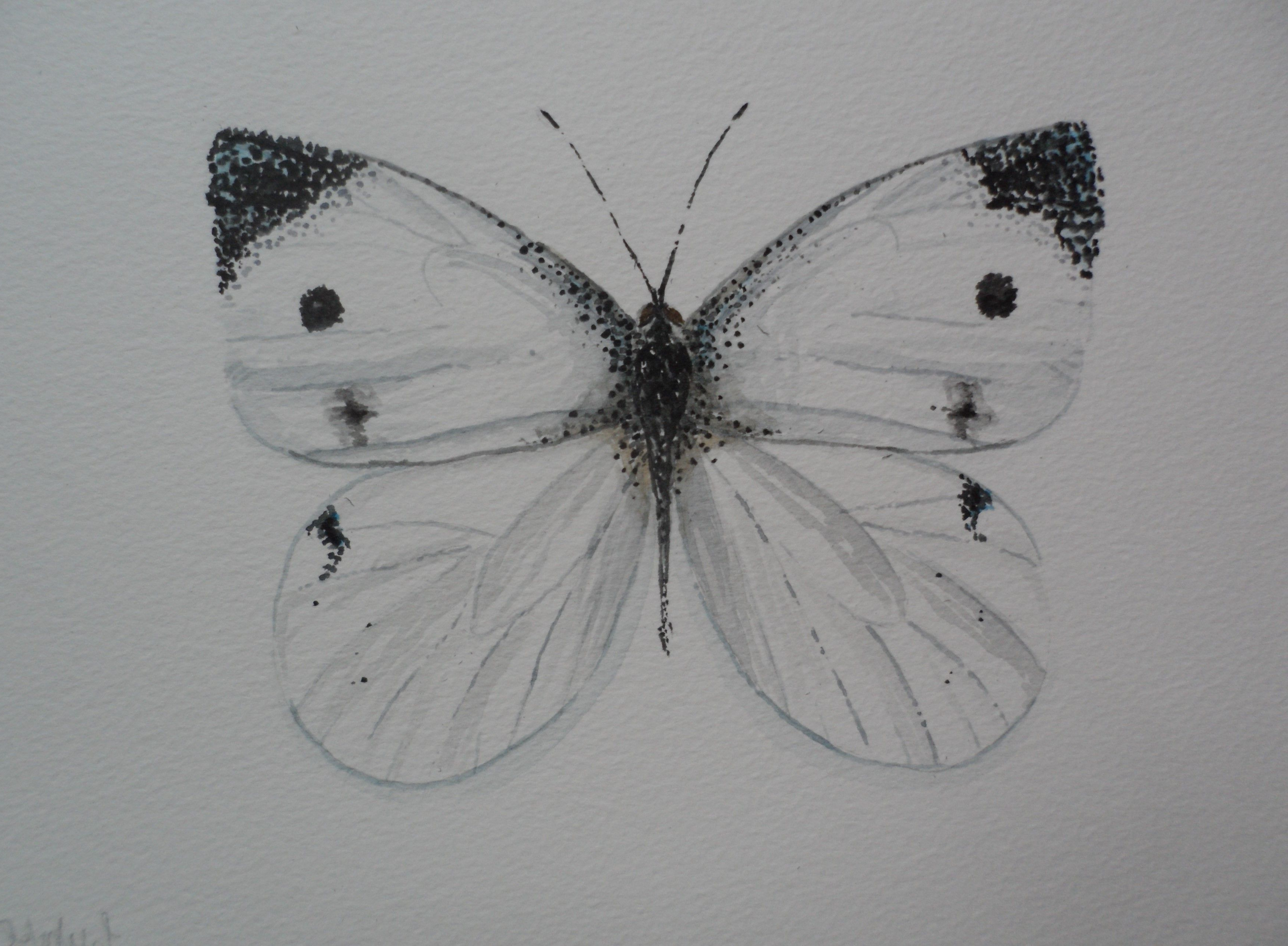 3483x2558 Black And White Butterfly Painting Cabbage White Butterfly - Black And White Butterfly Sketch