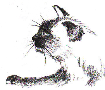 359x310 How To Draw A Siamese Cat Profile Feltmagnet - Black And White Cat Sketch
