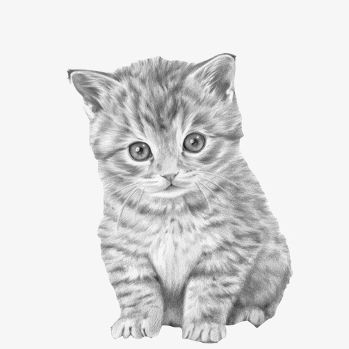 502x502 Sketch Black And White Cat Hand Painting, Kitten, Kitten Cub - Black And White Cat Sketch