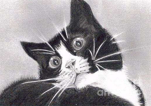 517x363 Tuxedo Cat In Pencil Drawing By Claudiu Radulescu - Black And White Cat Sketch