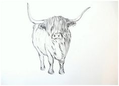 236x171 Drawn Cattle Caw - Black And White Cow Sketch