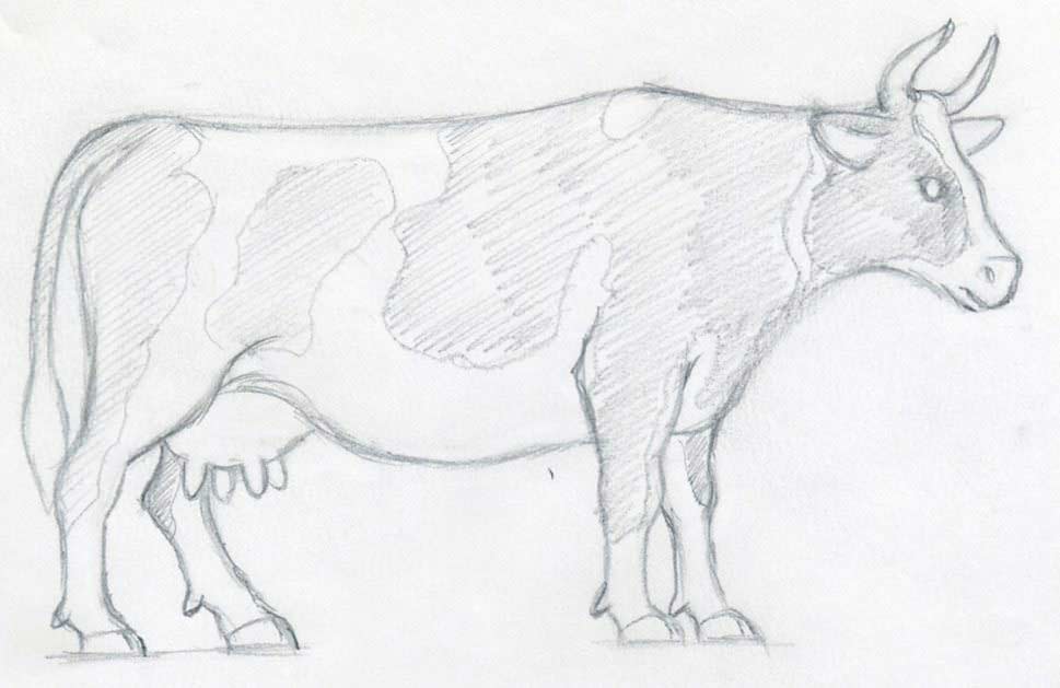 969x629 How To Draw A Cow Step By Step - Black And White Cow Sketch. 