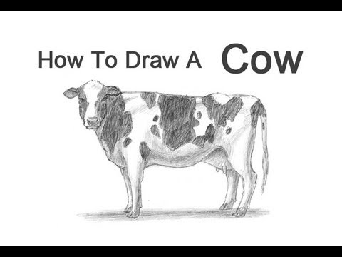 480x360 How To Draw A Cow - Black And White Cow Sketch