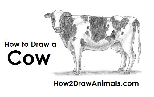 500x315 How To Draw A Cow - Black And White Cow Sketch