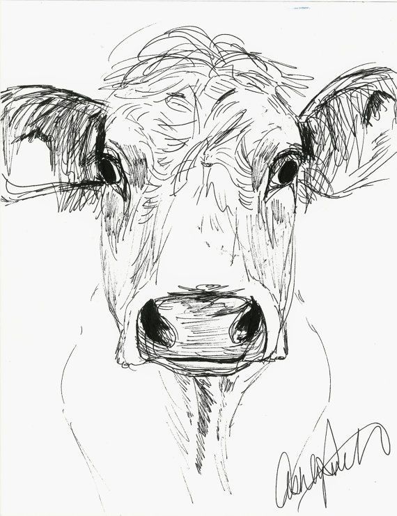 570x741 Image Result For Step By Step Cow Drawing Face Everything God - Black And White Cow Sketch