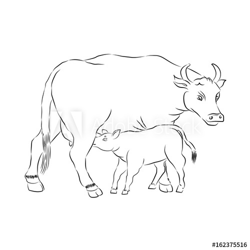 500x500 Motherhood. Mother And Child. Cow And Calf Outline Vector - Black And White Cow Sketch