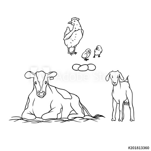 500x500 Vector Sketch Farm Animal And Birds. Young Goat With Udders Cow - Black And White Cow Sketch