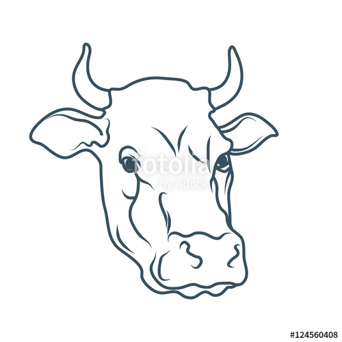 500x500 Cow,cartoon Cow,cow Drawing,cow Cartoon,cow Cow,cow Head,cow Image - Black And White Cow Sketch