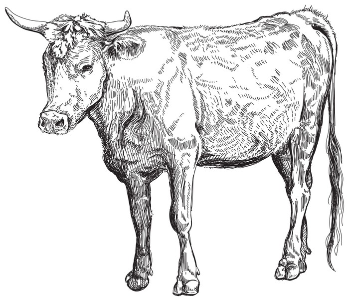 700x603 Cow - Black And White Cow Sketch
