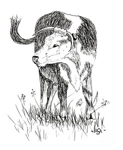 246x300 Black And White Cow Drawings Fine Art America - Black And White Cow Sketch