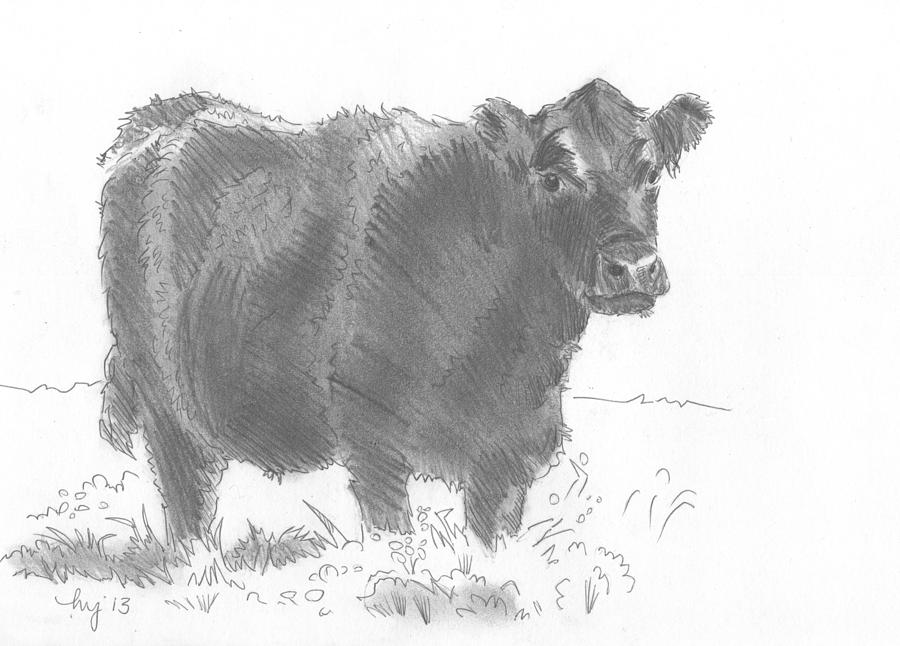 900x646 Black Cow Pencil Sketch Drawing By Mike Jory - Black And White Cow Sketch