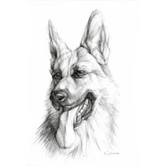 Black And White Dog Sketches