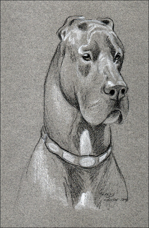 500x765 4 Ways To Use Colored Paper In Your Colored Pencil Drawings - Black And White Dog Sketches
