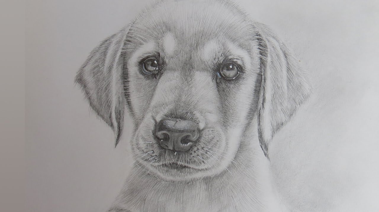 1280x719 How To Draw A Realistic Puppy Dog Labrador Retriever - Black And White Dog Sketches
