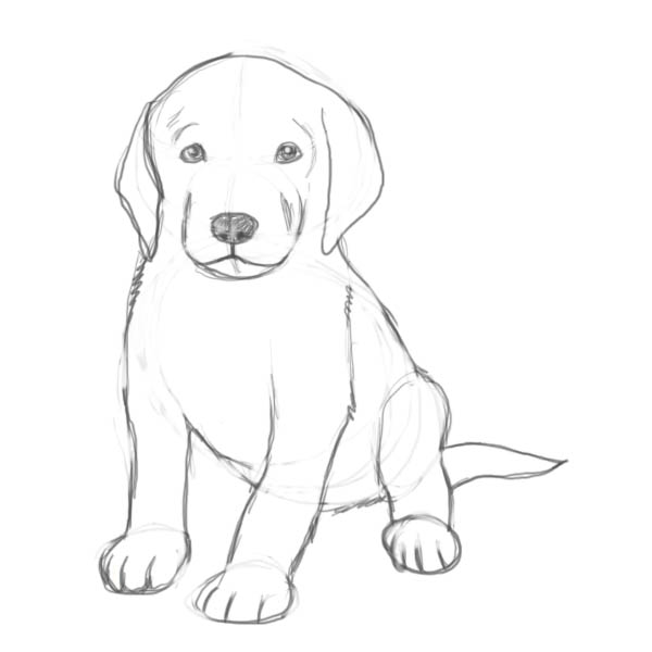 600x600 How To Draw A Puppy - Black And White Dog Sketches
