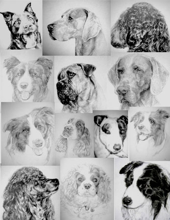 347x448 Pet Drawings In Tones Of Black And White From A Photo - Black And White Dog Sketches