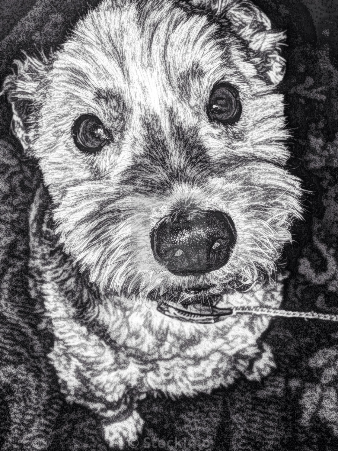 1120x1493 A Dog Looking Up Into The Camera With Ears Pinned Back In Black - Black And White Dog Sketches