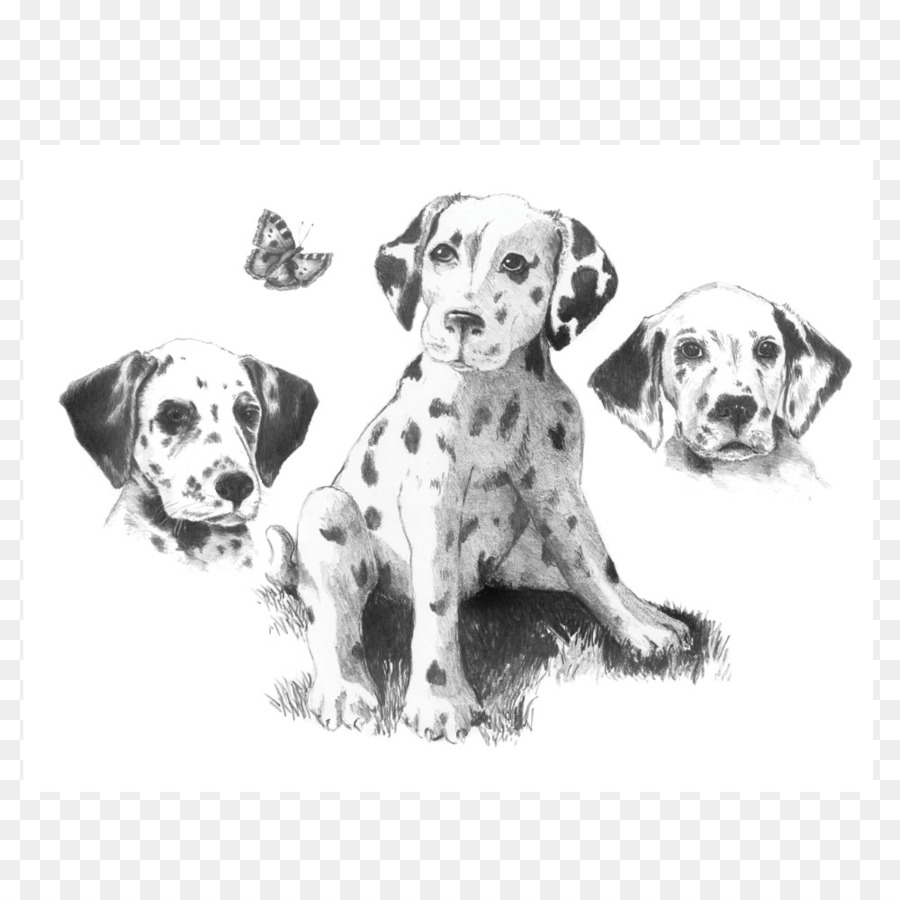 900x900 Sketching Made Easy Pencil Drawing Dalmatian Dog Sketch - Black And White Dog Sketches