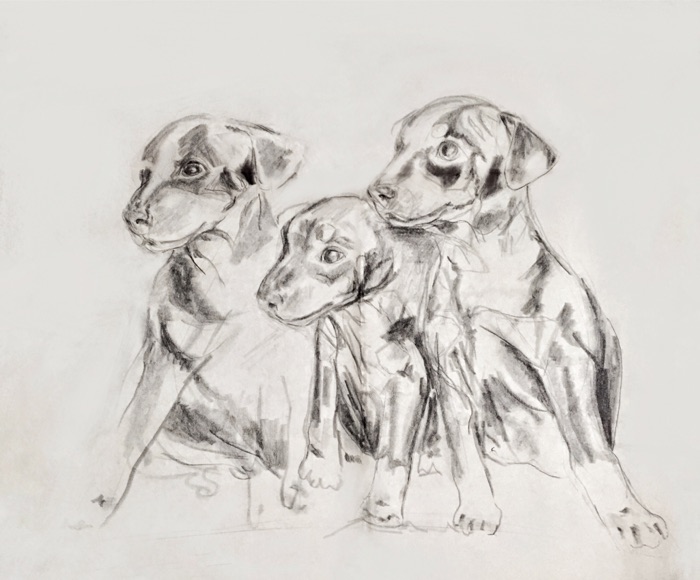 700x580 Art By Patricia White - Black And White Dog Sketches