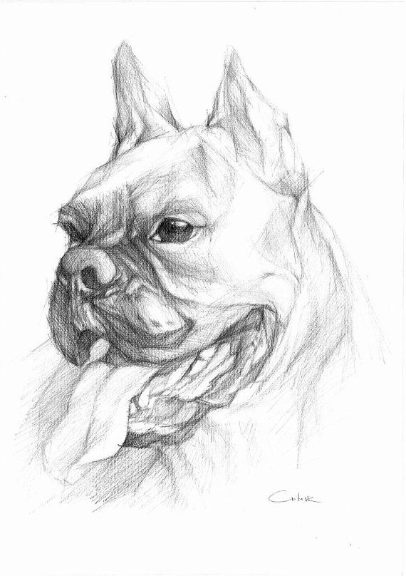 570x808 Boxer Adam Pencil Drawing Sketch By Petartportraits On Etsy - Black And White Dog Sketches