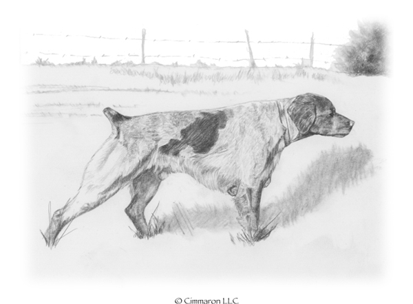 600x442 Brittany Roan Sketch - Black And White Dog Sketches