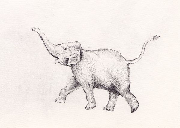 600x429 Drawn Elephant Trunk Up - Black And White Elephant Sketch