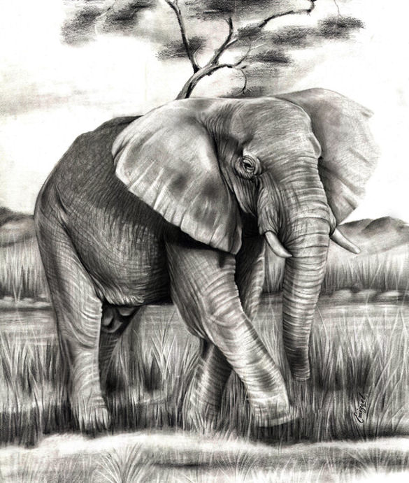 585x691 Elephant Drawings Free Printable, Jpeg, Png Format Download - Black And White Elephant Sketch