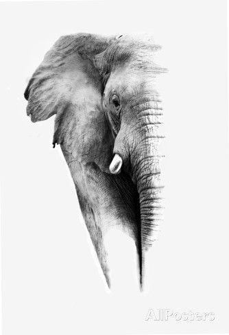 334x488 Artistic Black And White Elephant The B Amp W Collection - Black And White Elephant Sketch