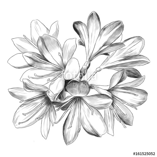 500x500 Lily Bouquet 7 Flowers Sketch Vector Graphics Black And White - Black And White Flower Sketch