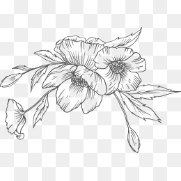 Black And White Flower Sketch at PaintingValley.com | Explore ...