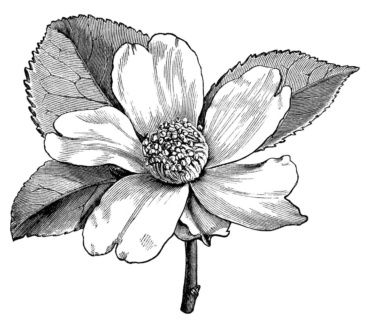 1477x1295 Sketch Clipart Black And White - Black And White Flower Sketch