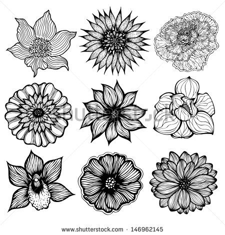 450x470 Gazania Flower Drawing Black And White - Black And White Flower Sketch