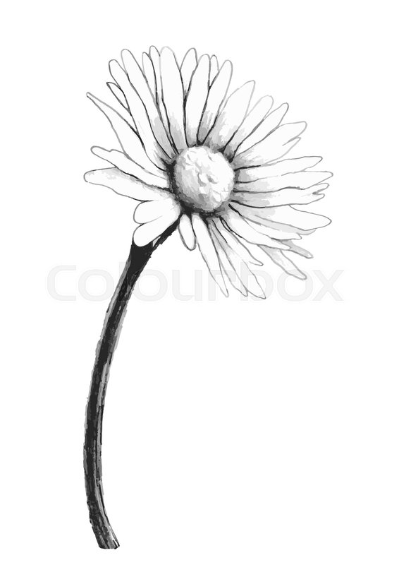 566x800 Chamomile Flower Sketch, Vector Hand Drawing. Black And White - Black And White Flower Sketch