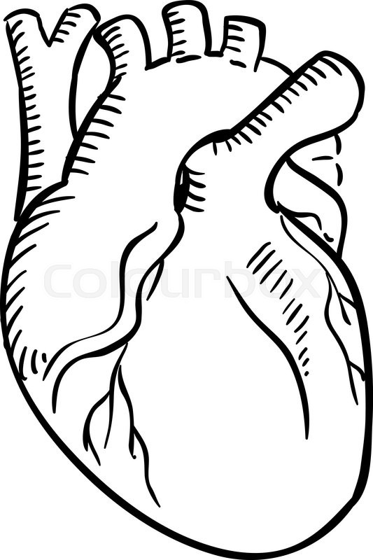 533x800 Human Heart Outline Sketch. Isolated Anatomical Detailed Organ Of - Black And White Heart Sketch