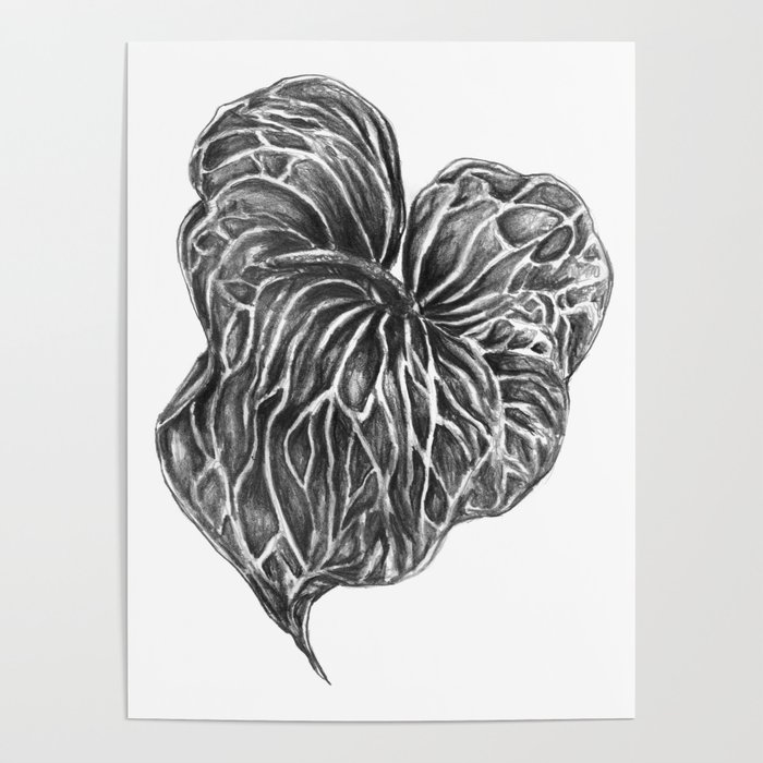700x700 Midori Anthurium Pencil Drawing Black White Heart Poster By Torr - Black And White Heart Sketch