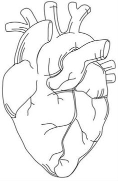 236x360 Draw A Human Heart My Art Institute Drawings - Black And White Heart Sketch
